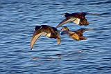 Ducks In Flight_DSCF0171